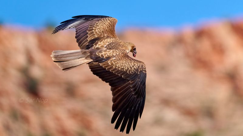 Whistling Kite
