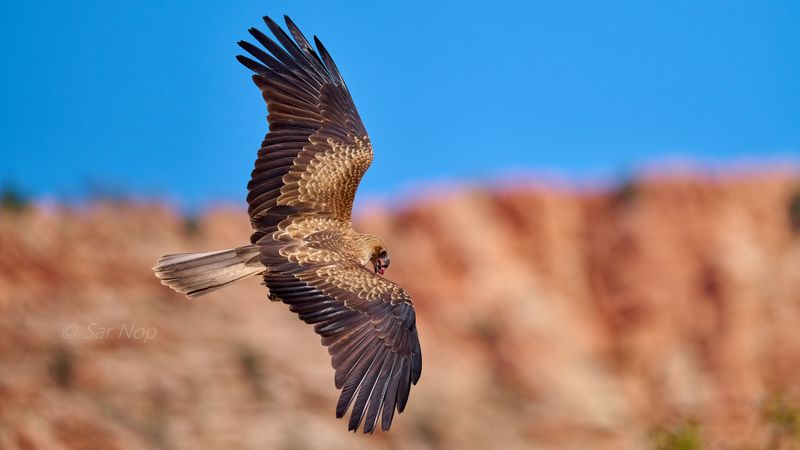 Whistling Kite
