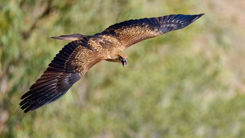 Whistling Kite