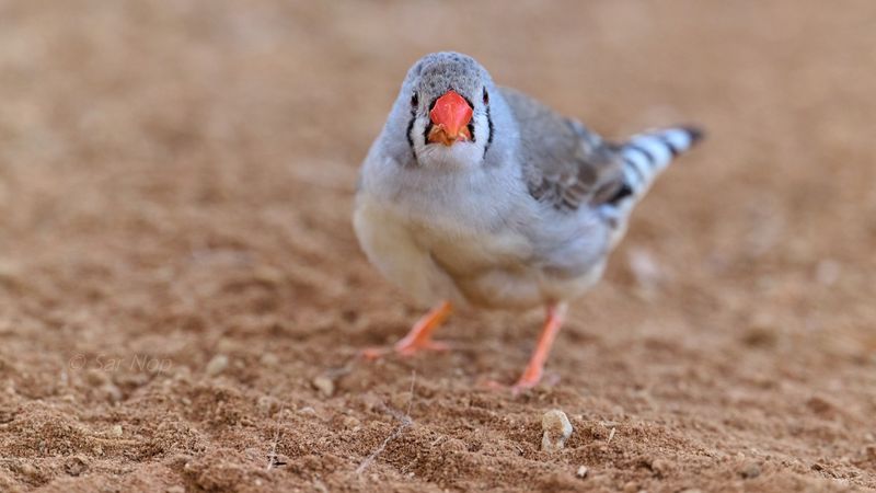 Zebra Finch (adult female)
