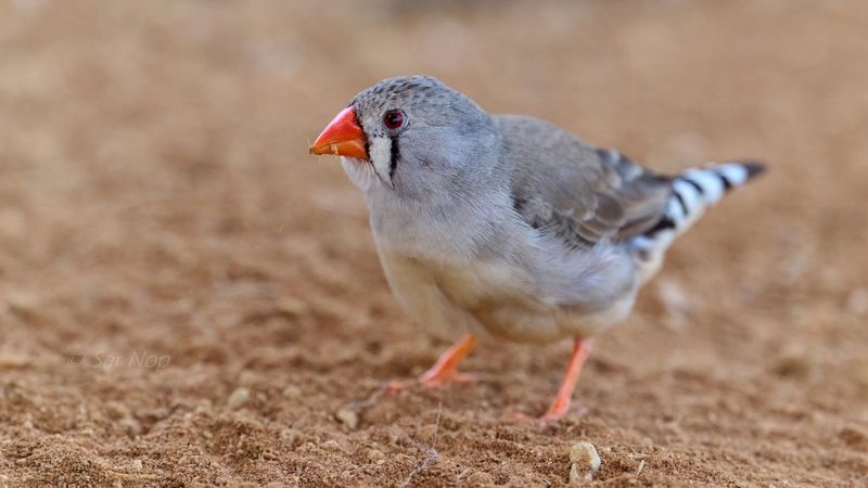 Zebra Finch (adult female)