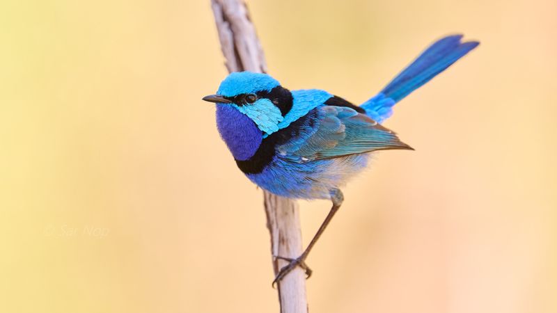Splendid Fairy-Wren (adult male)