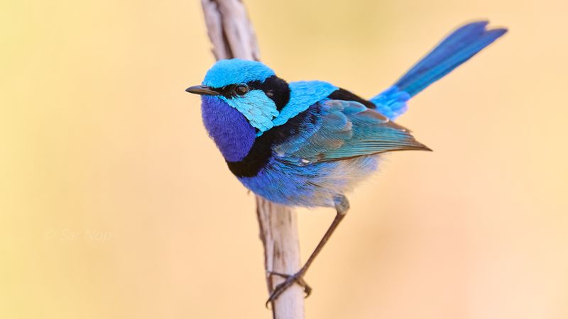 Splendid Fairy-Wren (adult male)