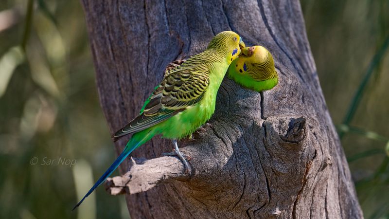 Budgerigar