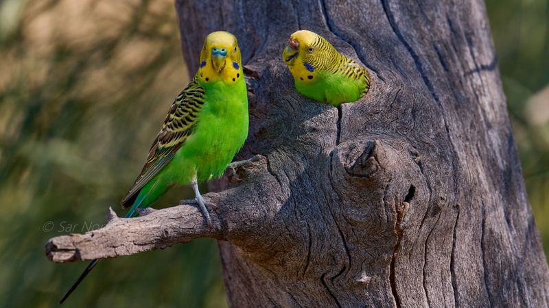 Budgerigar
