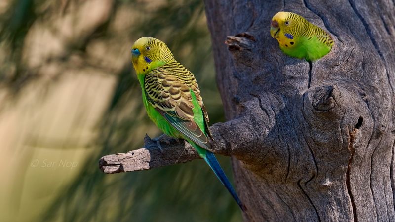 Budgerigar