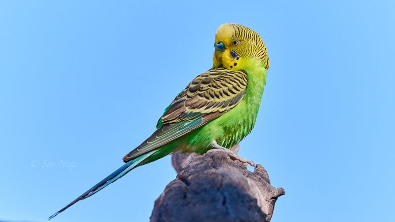 Budgerigar