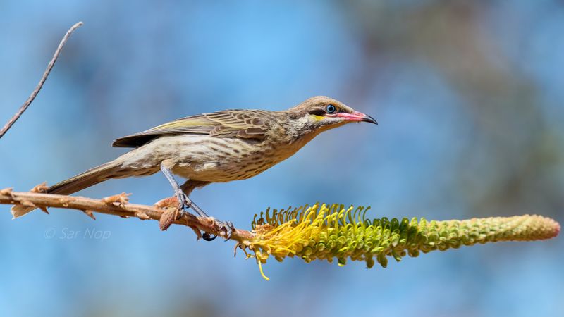 Spiny-cheeked Honeyeater