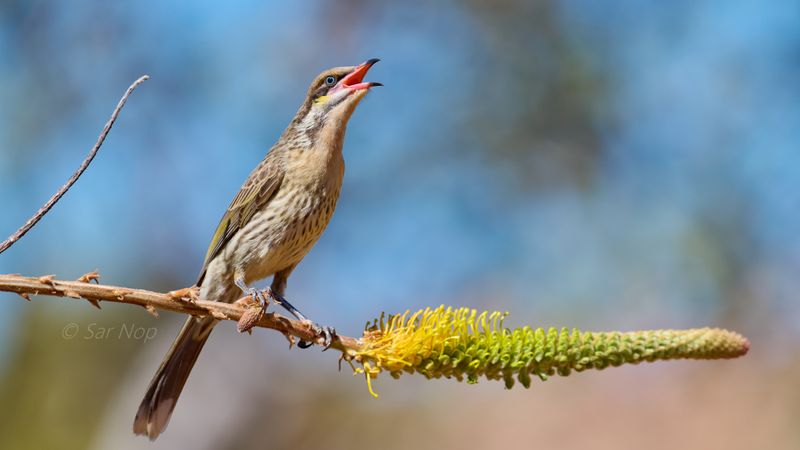Spiny-cheeked Honeyeater