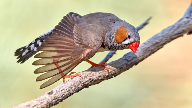 Zebra Finch (adult male)