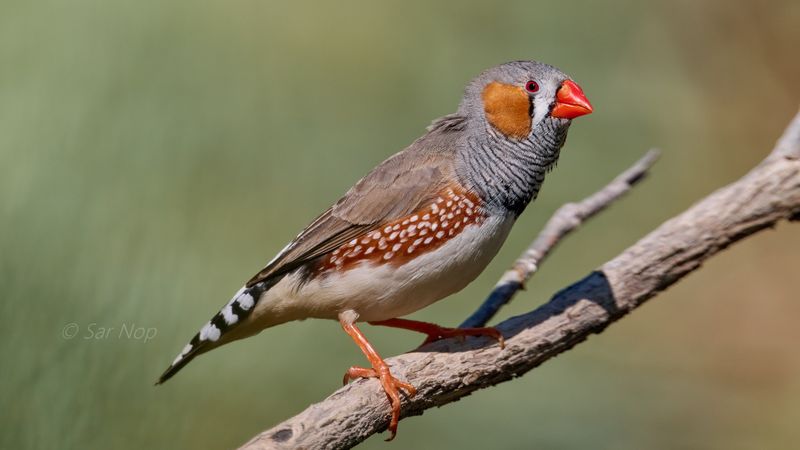 Zebra Finch (adult male)