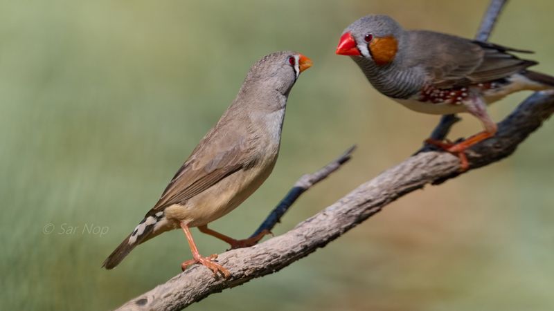 Zebra Finch (adult female and male)