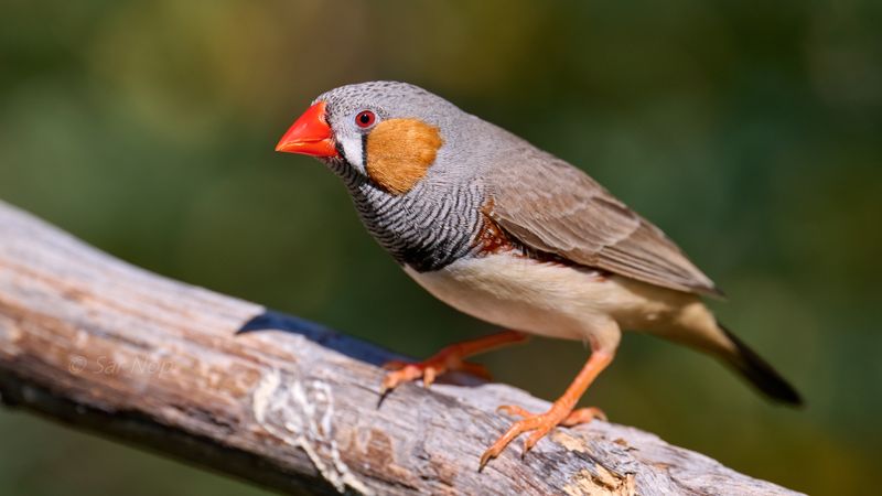 Zebra Finch (adult male)