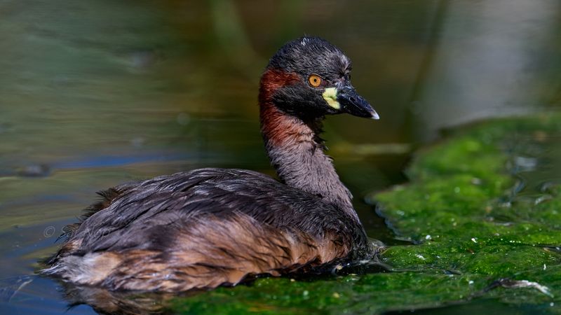 Australasian Grebe
