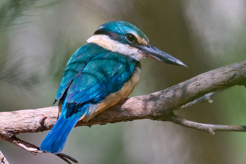 Sacred Kingfisher