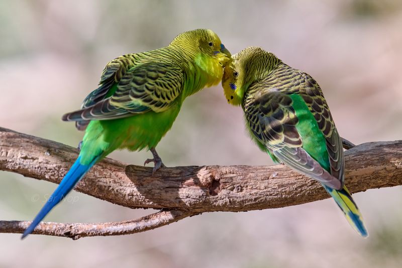 Budgerigar