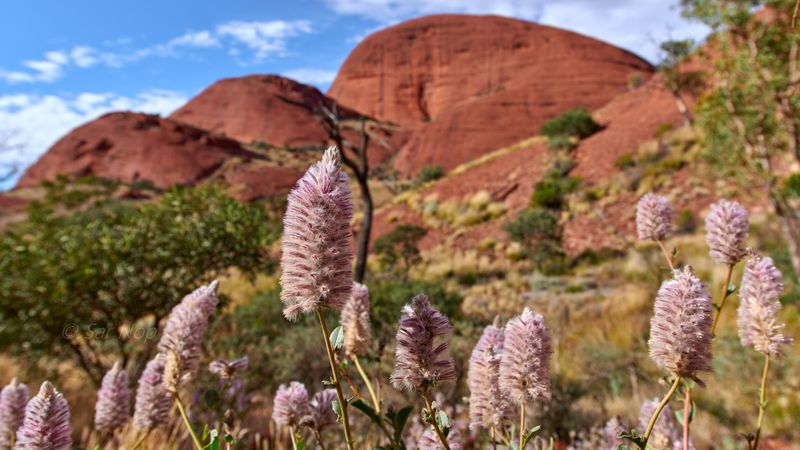 Kata Tjuta, Valley of the Winds walk