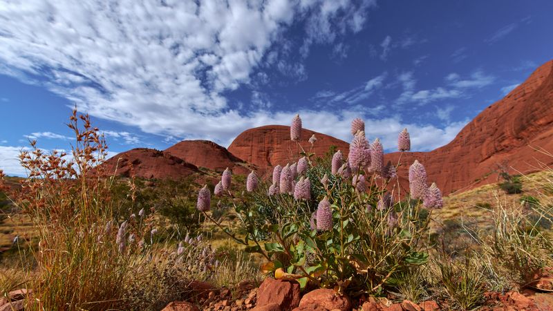 Kata Tjuta, Valley of the Winds walk