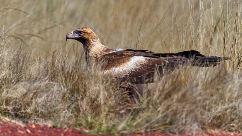 Wedge-Tailed Eagle
