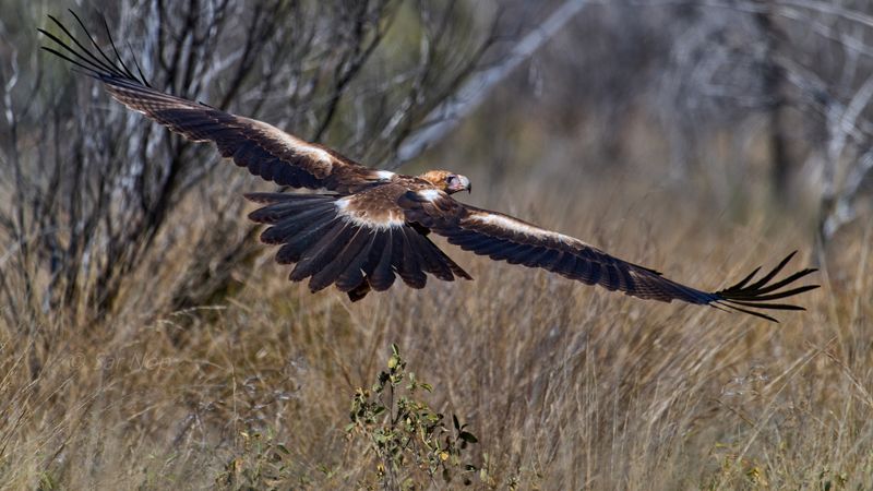 Wedge-Tailed Eagle