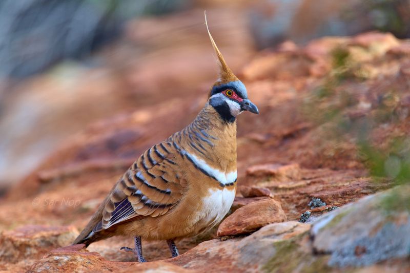 Spinifex pigeon