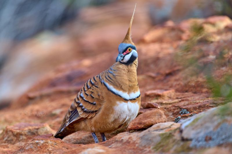 Spinifex pigeon
