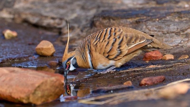 Spinifex pigeon