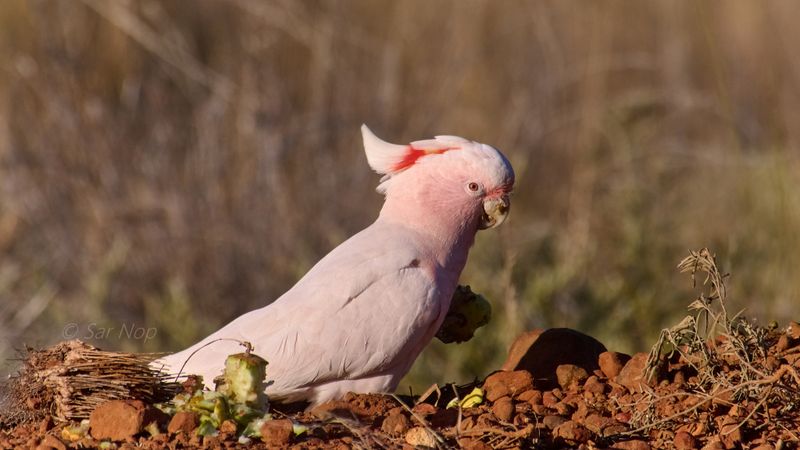 Major Mitchell's cockatoo