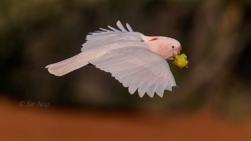 Major Mitchell's cockatoo