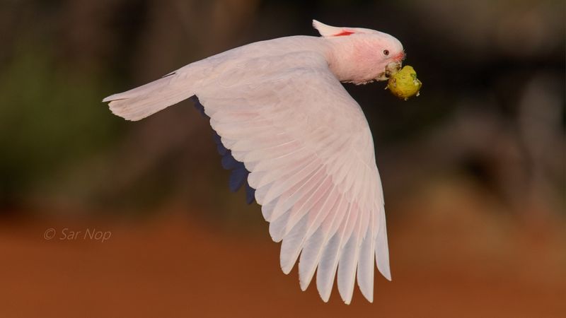 Major Mitchell's cockatoo
