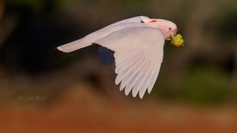 Major Mitchell's cockatoo