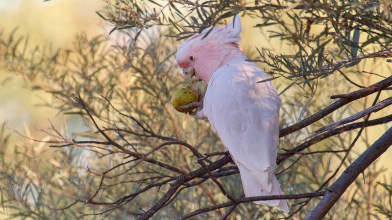 Major Mitchell's cockatoo