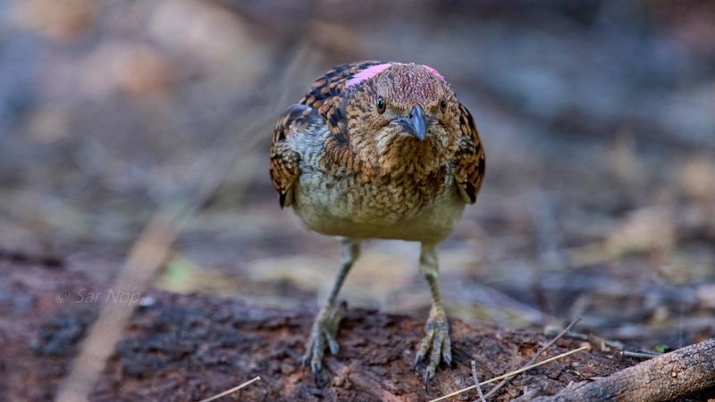 Spotted bowerbird