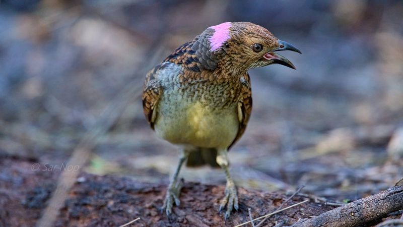 Spotted bowerbird