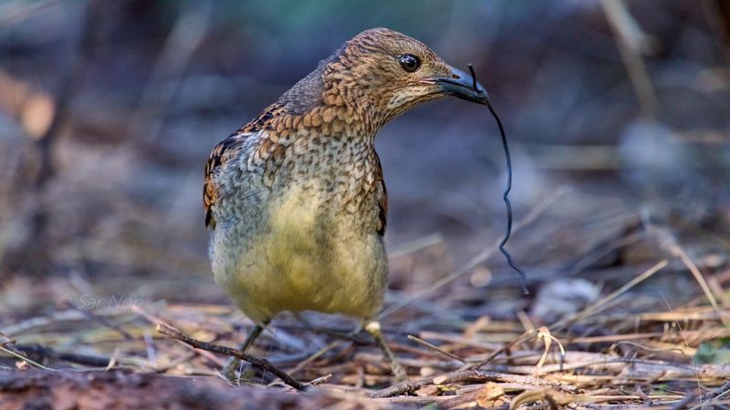 Spotted bowerbird
