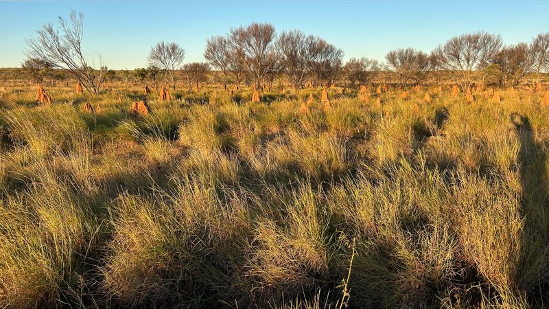 Termite mounds, Tennant Creek, NT