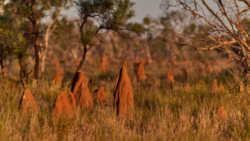 Termite mounds, Tennant Creek, NT