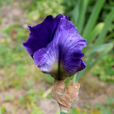 IMG_8550_xi.jpg