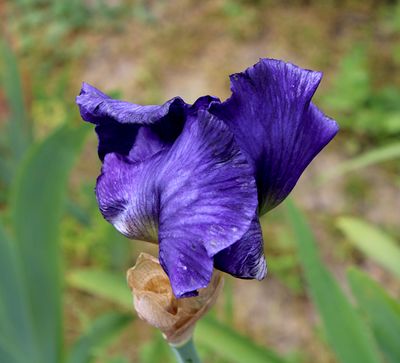 IMG_8537_xi2.jpg