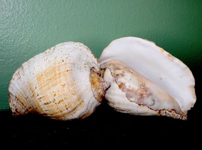 Sea Shells, San Felipe, Baja, California
