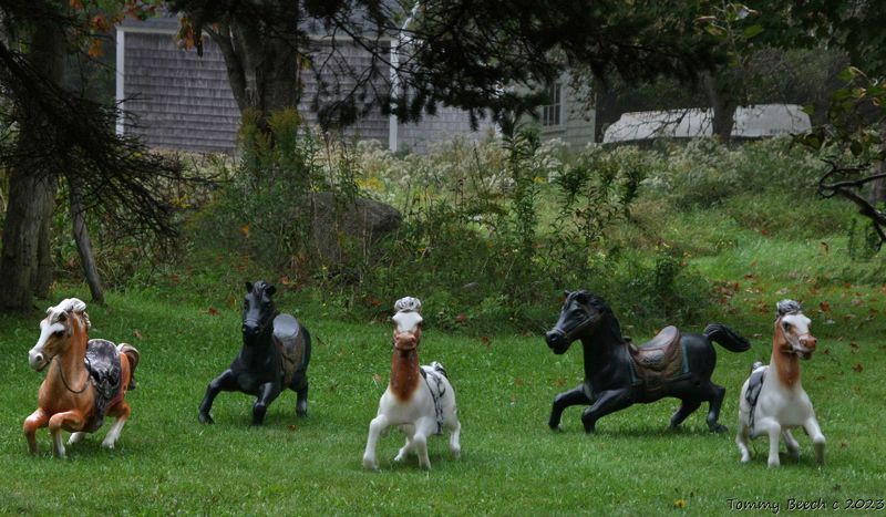 A rare glimpse of a seldom seen ranch for carousel horses