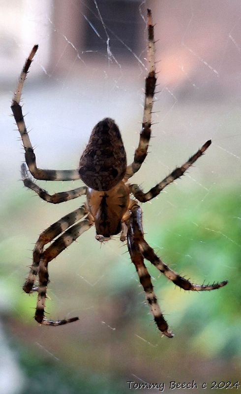 Barn Spider