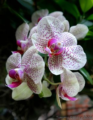 Orchid