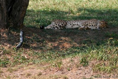 As they say,  let sleeping cheetahs lie... I have no problem with that rule