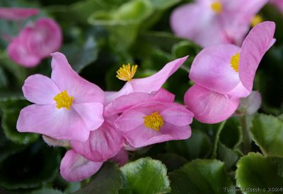 Begonia