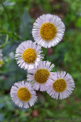 Philadelphia Fleabane ~ 1/2 diameter