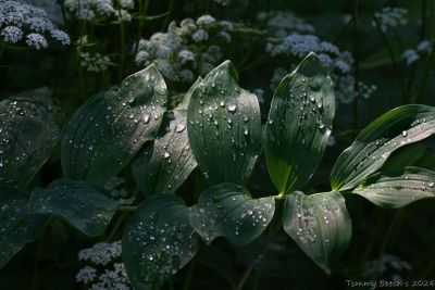 Solomon's seal ~ Polygonatum multiflorum