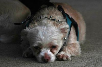 Tired pup