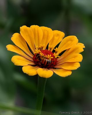 Busy Bee