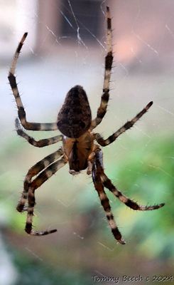 Barn Spider